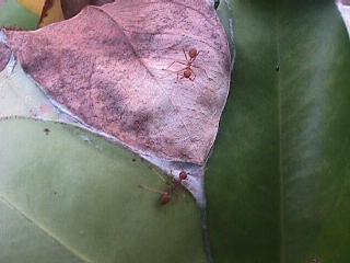 Weaver ants joining leaves to make a nest