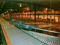 56a-sorter